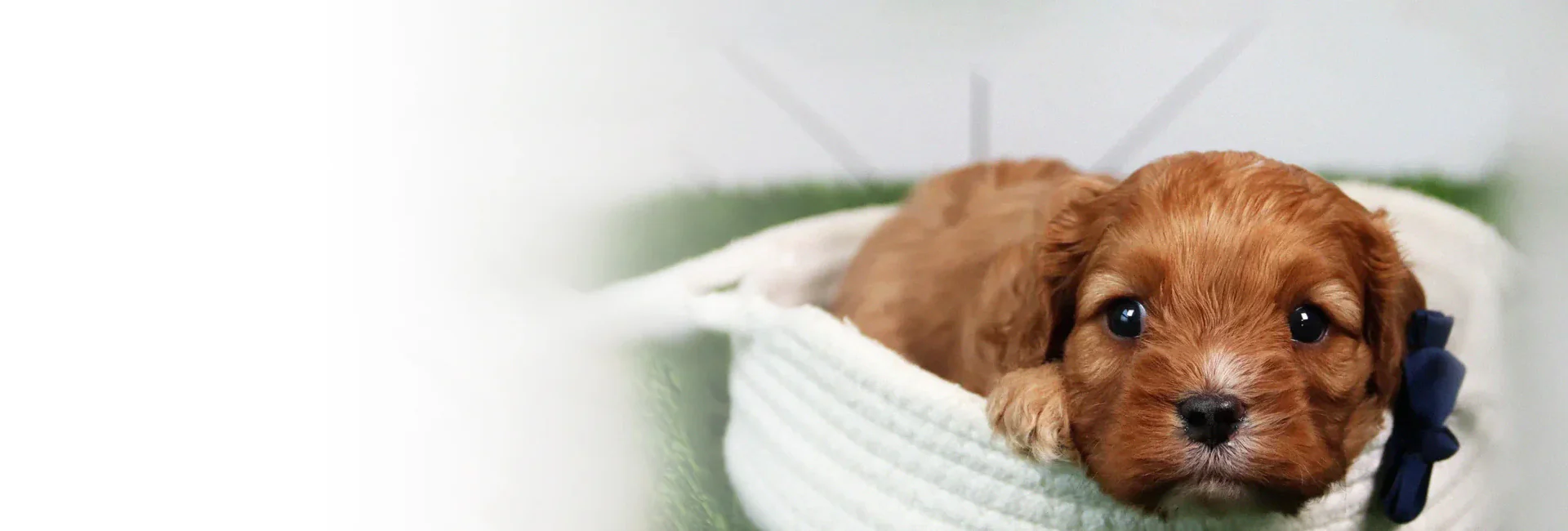 Adopt Your Perfect Family Companion