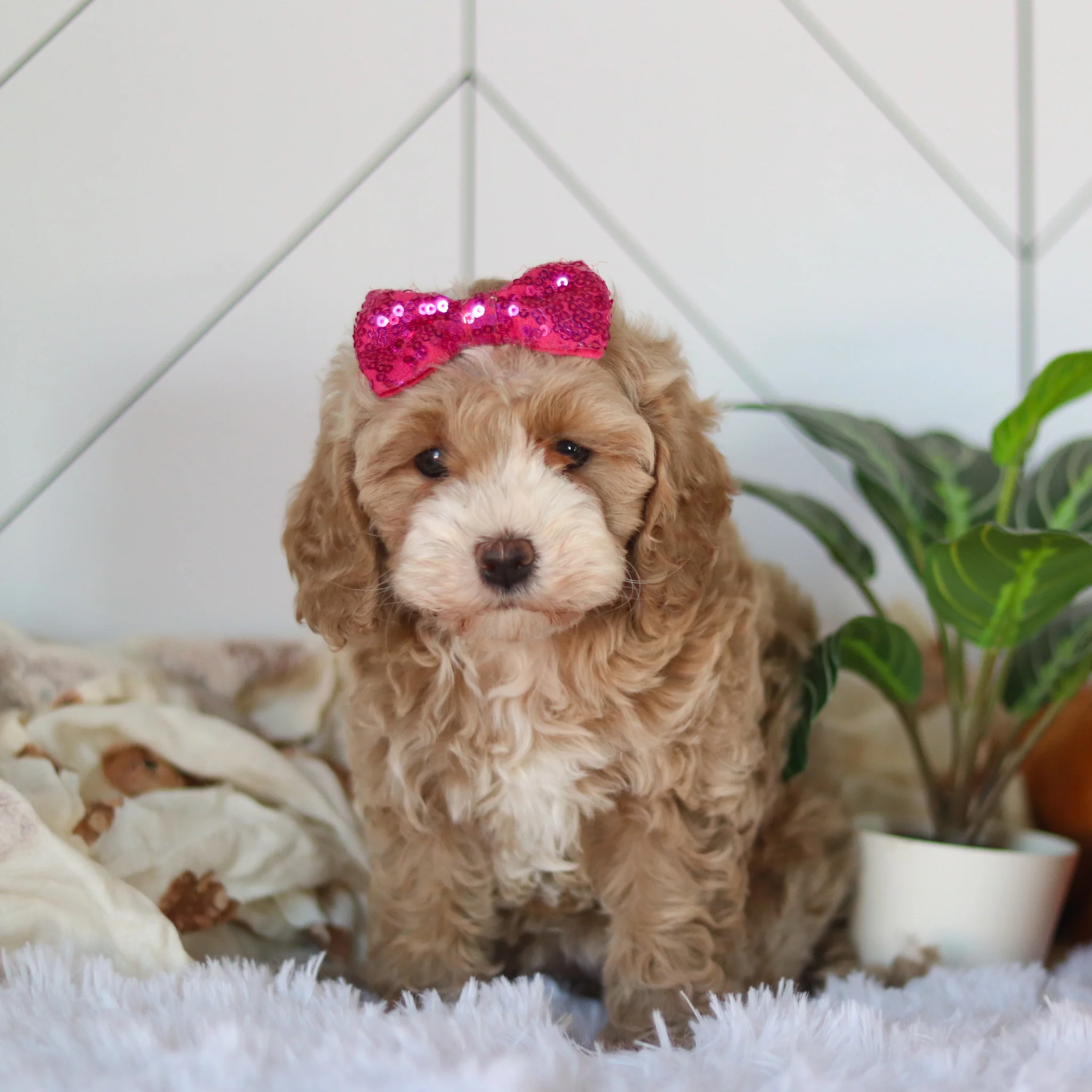 Cove - Available 4/9