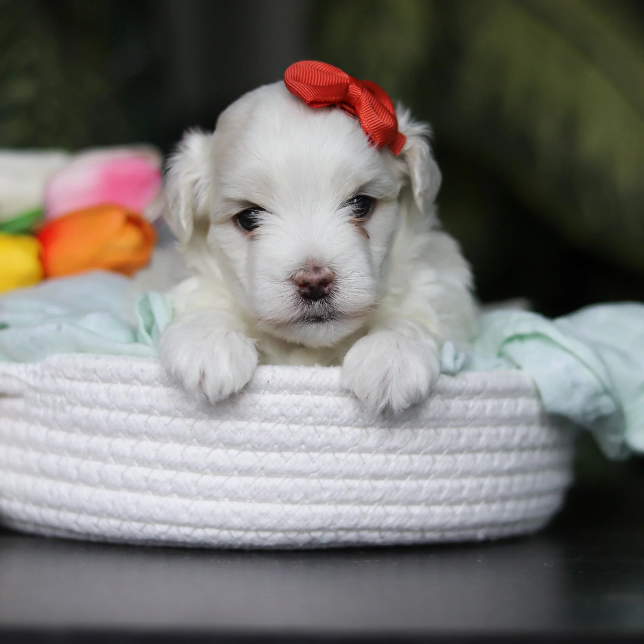 Honey - Available 5/14