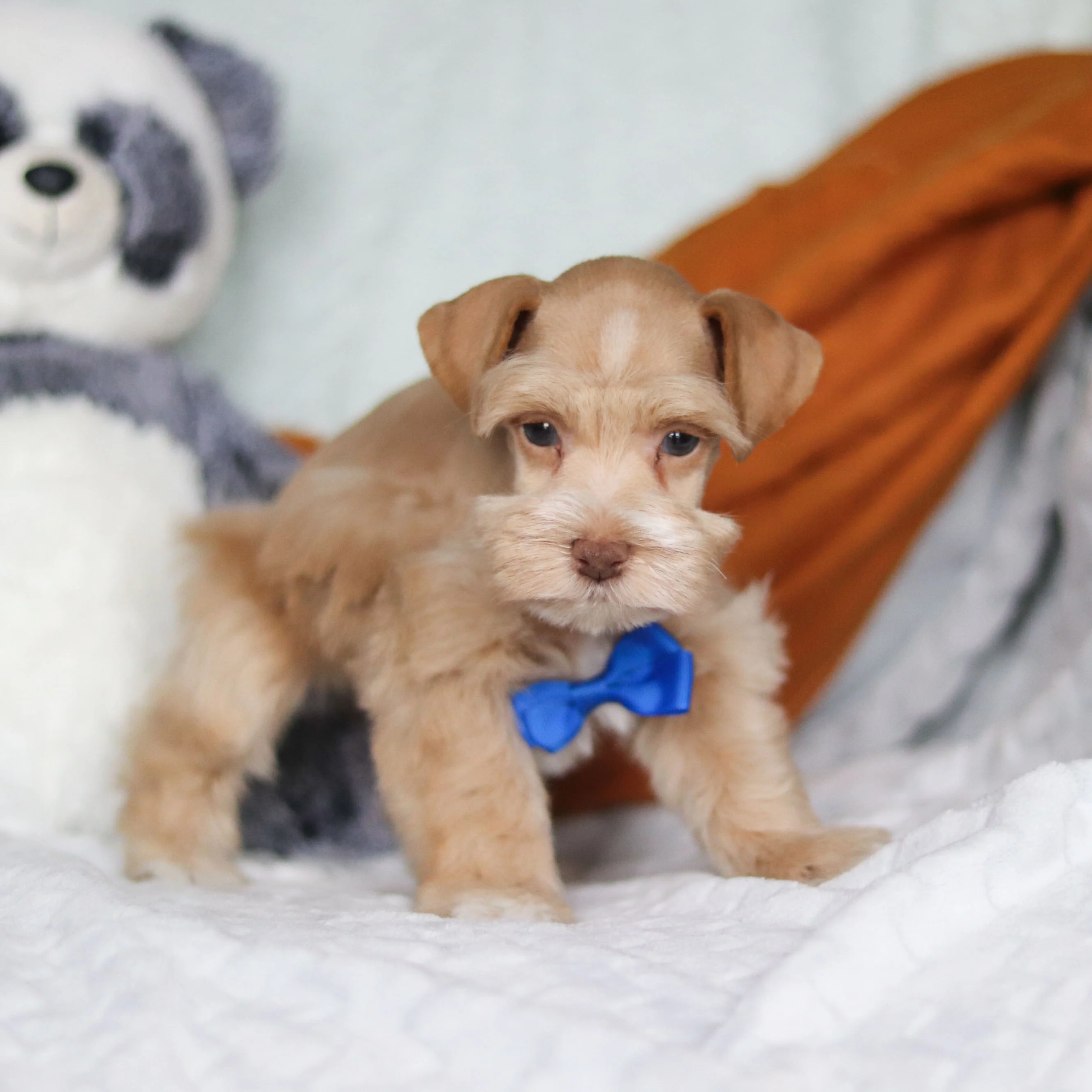 Sage - Available Now